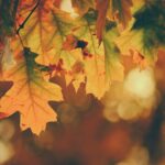 5 Steps Towards A More Sustainable Fall